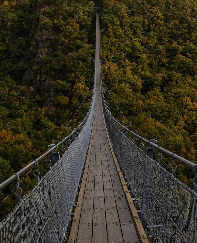 Bridge in the forest